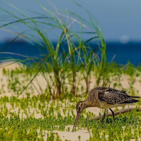 Muszelka - Gościnne Świnoujście