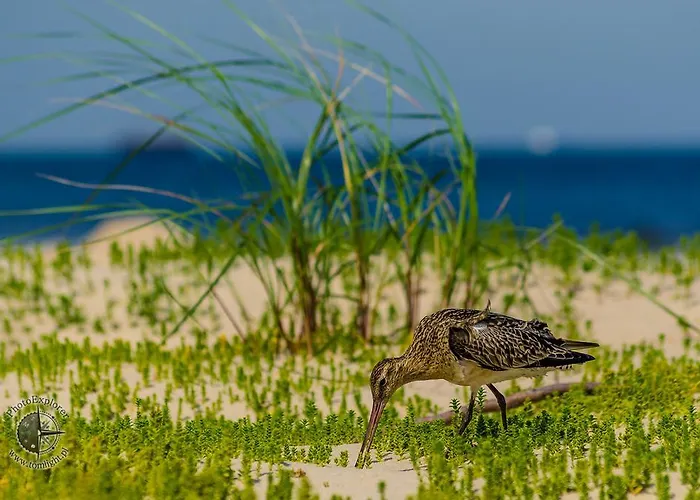 Muszelka - Gościnne Świnoujście